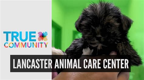 Lancaster center for animal life-saving. Things To Know About Lancaster center for animal life-saving. 